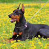 Pet Treatment ED-41678: Einziehbare, im Dunkeln leuchtende Hundeleine – 5 m