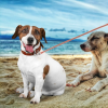 Pet Treatment ED-41661: Correa Retráctil Para Perros Que Brilla en La Oscuridad - 3.5M