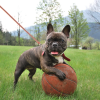 Pet Treatment ED-41678: Correa Retráctil Para Perros Que Brilla en la Oscuridad - 5m