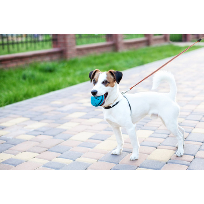 Pet Treatment ED-41661: Correa Retráctil Para Perros Que Brilla en La Oscuridad - 3.5M